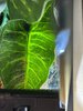 IMG_1454.jpeg