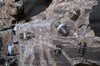 White Stripe Spiky Isopod.jpg