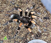 Abdomegaphobema mesomelas 2 - Watermarked.jpg