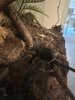 IMG_6163.jpeg