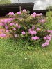 IMG_7117.jpeg