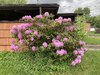 IMG_7116.jpeg
