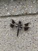 IMG_7141.jpeg