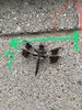 IMG_7142~3.jpeg