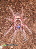 Ephebopus cyanognatha - Watermarked.jpg
