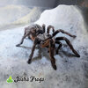 Ceratogyrus darlingi - Chiaroscuro - Watermarked.jpg