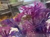 IMG_4093.jpeg