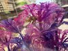 IMG_4087.jpeg