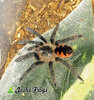 Pamphobeteus Sp Platyomma Spiderling - Watermarked.jpg