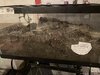 IMG_7230.jpeg