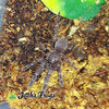 Thrigmopoeus truculentus - Watermarked.jpg Thrigmopoeus truculentus - Watermarked.jpg