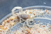 molted albino.jpg