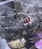 Little Pink Toe sticking out of her tube web.jpeg