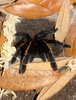 IMG_0977.jpeg
