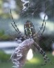 argiope3.jpg