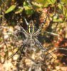 argiope4.jpg