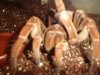 T Stirmi 080.jpg