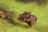 800px-Austrarchaea_sp..jpg