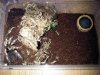 B smithi juvi housing.jpg