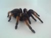 brachypelma spider.jpg