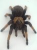 brachypelma 2.jpg