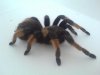 brachypelma 3.jpg