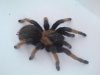 brachypelma 4.jpg