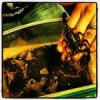 scorpions from iphone.jpg