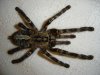 2012_0222spiders0011.jpg