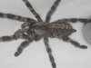 P. regalis (1).JPG