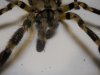 P. regalis (2).JPG