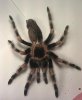 smithi.jpg