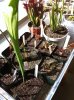 sarracenia collection.JPG