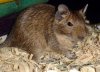 Degus 002sm.jpg