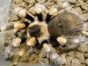 B. smithi (1).JPG