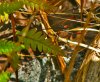 2012-03-24 - Angelina National Forrest (Boykin Springs) Black Widow - 5464 (HDR).jpg