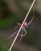 2012-03-24 - Angelina National Forrest (Boykin Springs) Black Widow - 5467.jpg