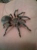 aphonopelma seemanni 2.jpg