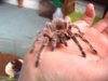 Tarantula Handling 006.jpg