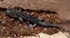 salamander1.jpg