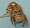 Phidippus putnami 2.JPG