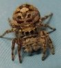 Phidippus putnami 3.JPG