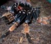 tarantulamolting2.jpg