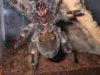 bsmithi01.jpg