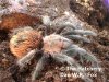 brachypelma_vagans_txt.jpg