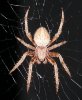 spider090203a.jpg