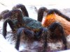 chromatopelma_cyaneopubescens.jpg