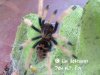 chromatopelma_cyaneopubescens_spiderling.jpg