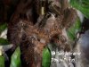 poecilotheria_regalis2.jpg