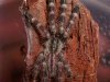 poecilotheria_ornata.jpg